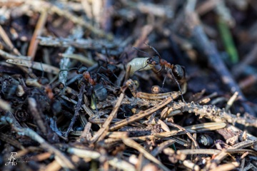 RHO_0058_Sonstige_Insekten_7401