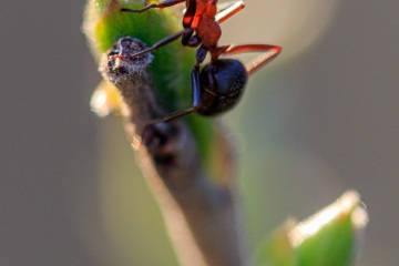 RHO_0059_Sonstige_Insekten_6156