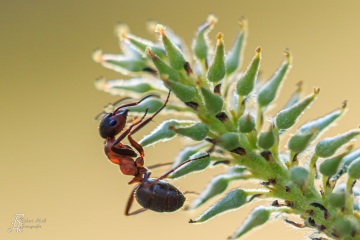 RHO_0060_Sonstige_Insekten_6210