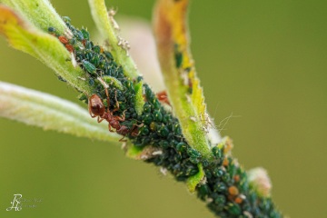 RHO_0061_Sonstige_Insekten_5985