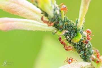 RHO_0062_Sonstige_Insekten_6020
