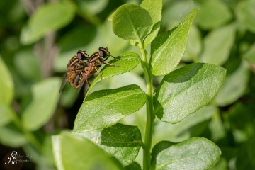 RHO_0063_Sonstige_Insekten_5319