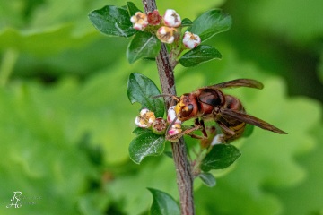 RHO_0064_Sonstige_Insekten_0876
