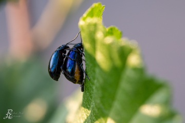RHO_0065_Sonstige_Insekten_6065