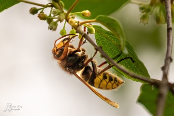 RHO_0066_Sonstige_Insekten_
