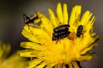 RHO_0067_Sonstige_Insekten_9561
