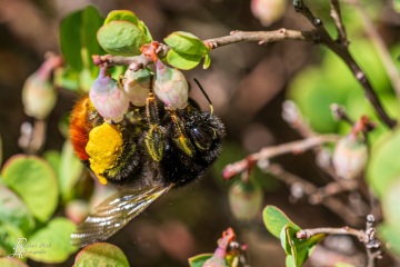 RHO_0068_Sonstige_Insekten_9781