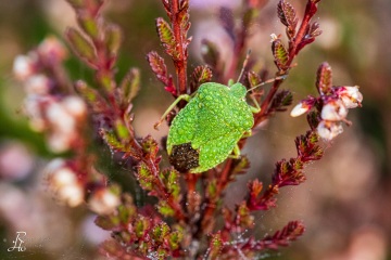 RHO_0069_Sonstige_Insekten_0390