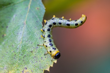 RHO_0070_Sonstige_Insekten_0569