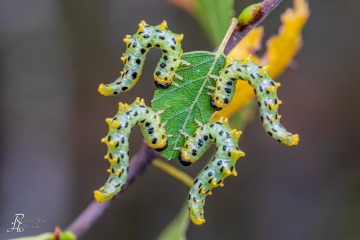 RHO_0071_Sonstige_Insekten_0585