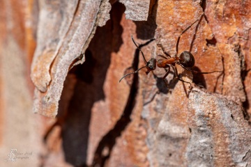 RHO_0072_Sonstige_Insekten_1375