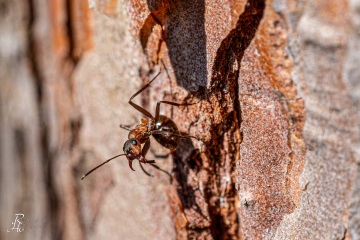 RHO_0073_Sonstige_Insekten_1511