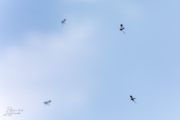 RHO_0074_Sonstige_Insekten_3787