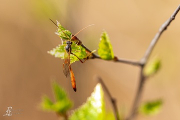 RHO_0075_Sonstige_Insekten_3991