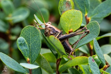 RHO_0076_Sonstige_Insekten_9658