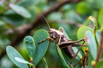 RHO_0077_Sonstige_Insekten_9670