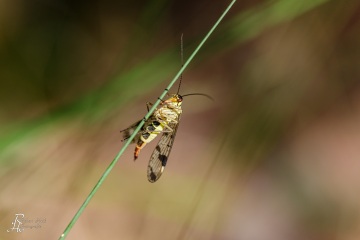 RHO_0078_Sonstige_Insekten_9815