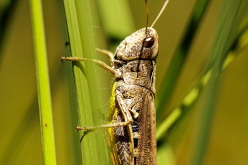 RHO_0080_Sonstige_Insekten_3637