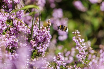 RHO_0081_Sonstige_Insekten_5447