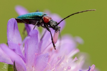 RHO_0082_Sonstige_Insekten_1267
