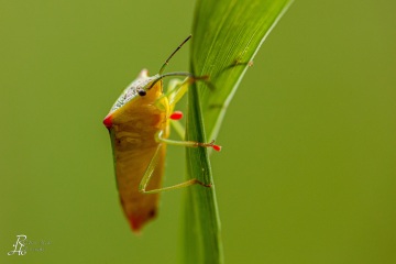 RHO_0083_Sonstige_Insekten_1279