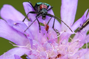 RHO_0084_Sonstige_Insekten_1305