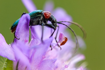 RHO_0085_Sonstige_Insekten_1296