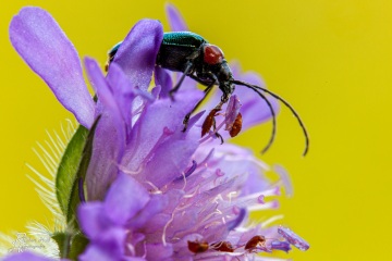 RHO_0086_Sonstige_Insekten_1325