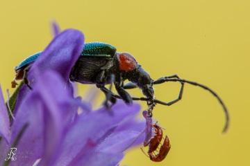 RHO_0087_Sonstige_Insekten_1327