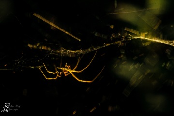 1_RHO_0003_Spinnen_0004