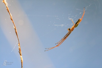 1_RHO_0004_Spinnen_3757