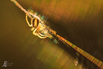 1_RHO_0005_Spinnen_6369