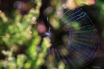 1_RHO_0008_Spinnen_4366