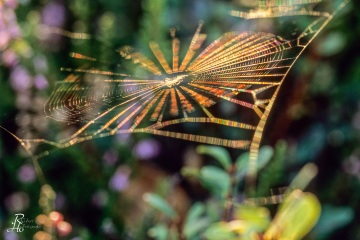1_RHO_0009_Spinnen_0006