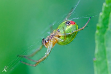 1_RHO_0015_Spinnen_0130