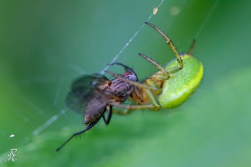 1_RHO_0016_Spinnen_0141