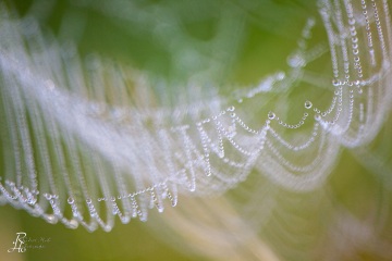 1_RHO_0020_Spinnen_8282