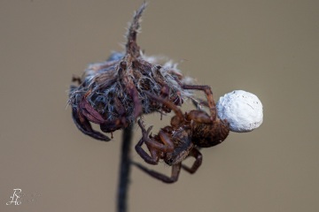 1_RHO_0022_Spinnen_6089