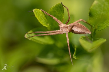 1_RHO_0031_Spinnen_6507