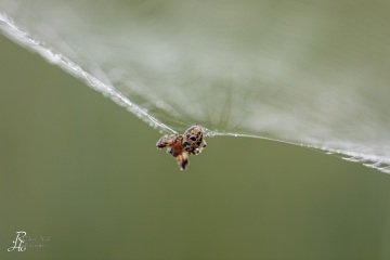 1_RHO_0035_Spinnen_4828