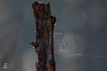 1_RHO_0038_Spinnen_2380