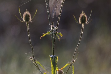 1_RHO_0048_Spinnen_0960