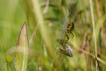 1_RHO_0051_Spinnen_2594