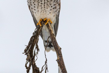 Turmfalke