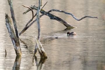 Zwergtaucher