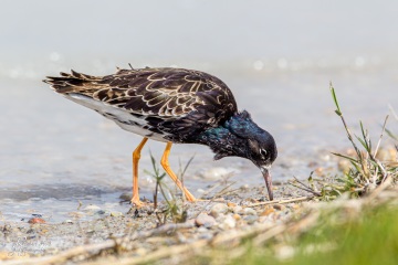 Kampfläufer