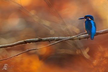Eisvogel