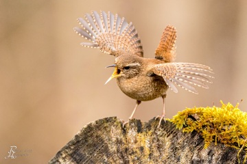 Zaunkönig