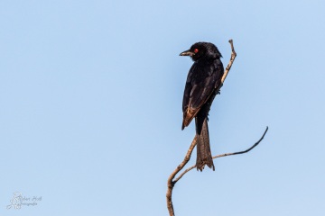 Trauerdrongo