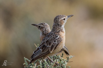 Savannenlerche